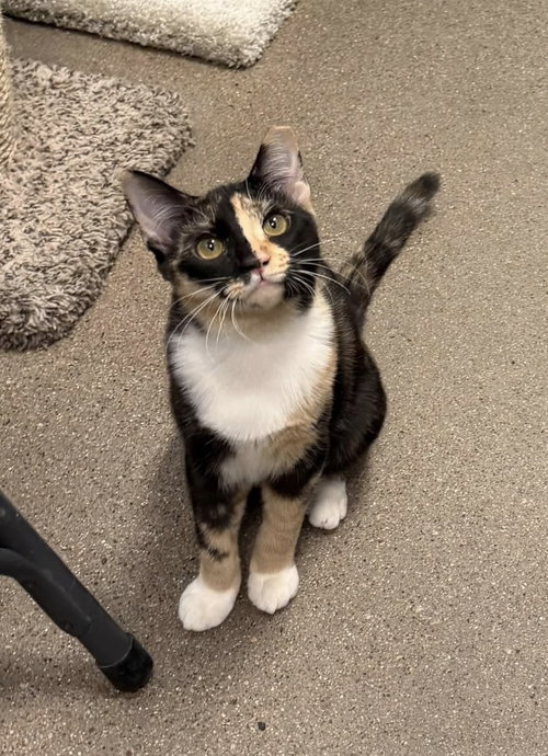 Delancy, a cat for adoption from Kneading Kitty's Rescue