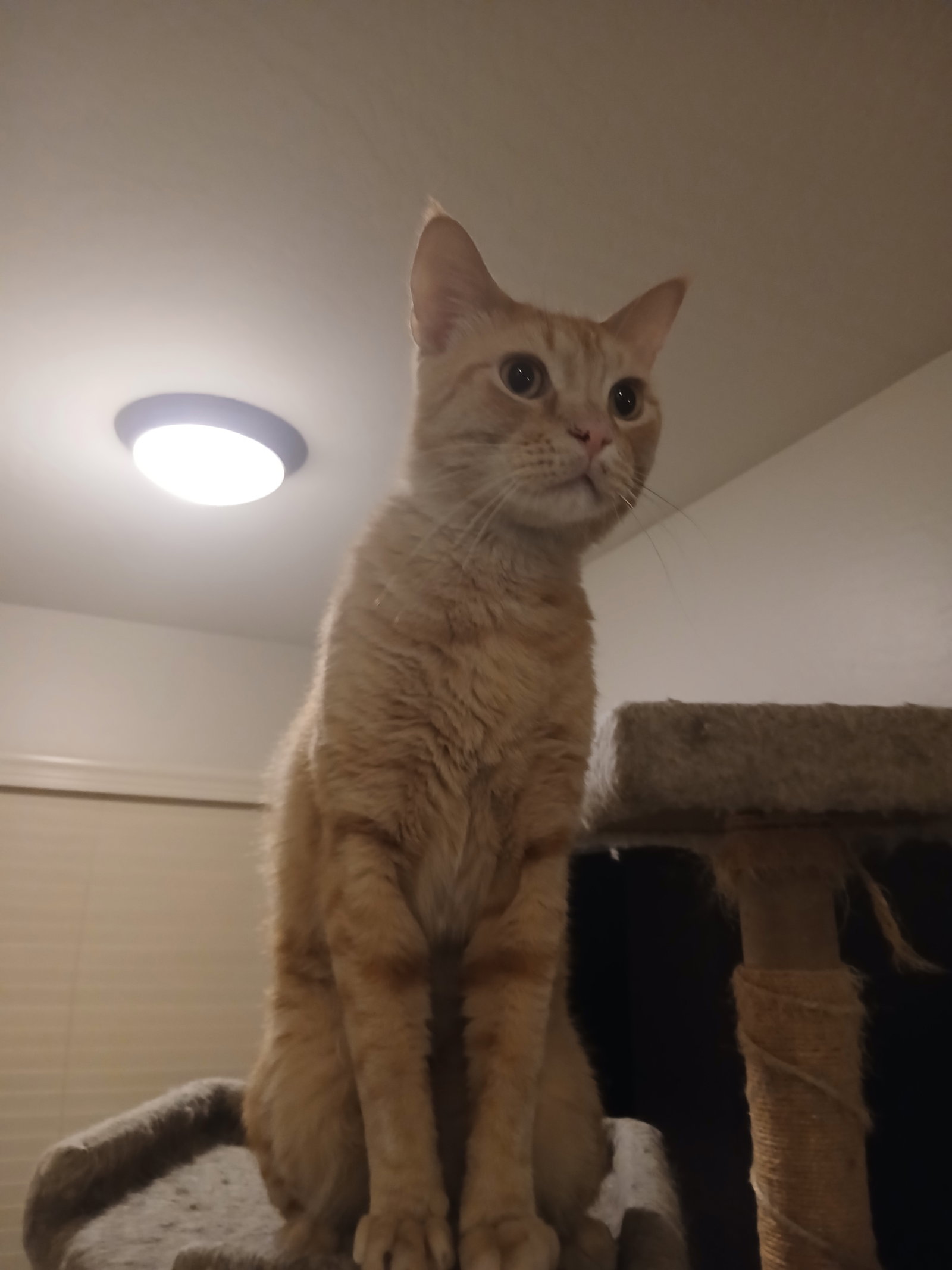 Cheetoh