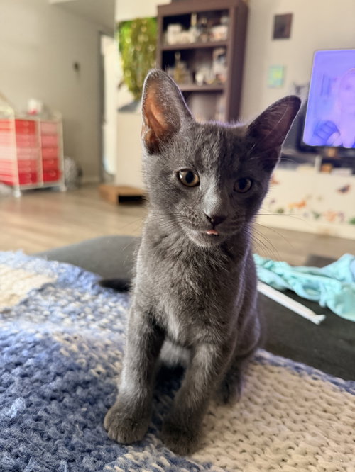 Donald Duck, Domestic Short Hair (short coat)