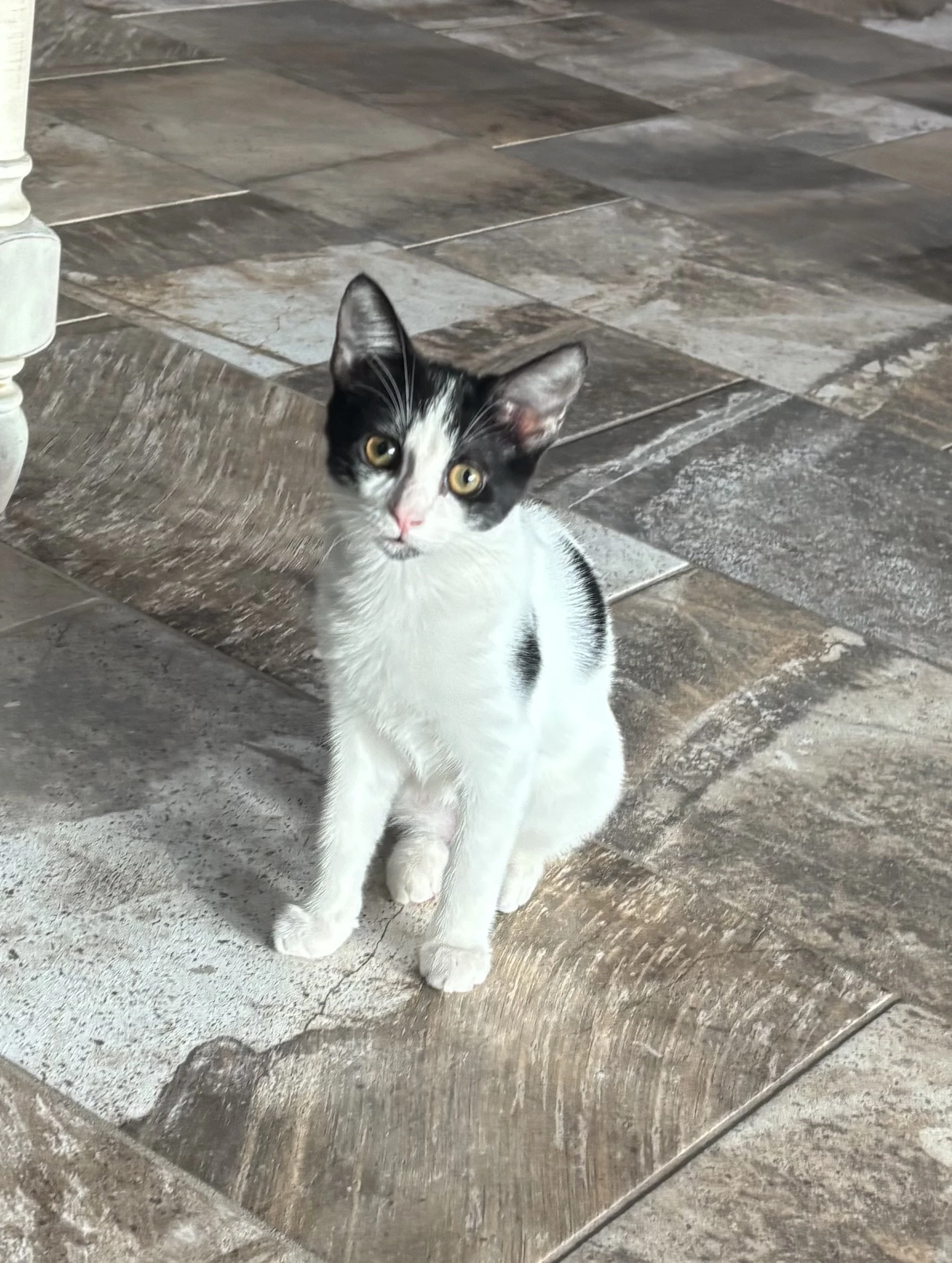 Dora