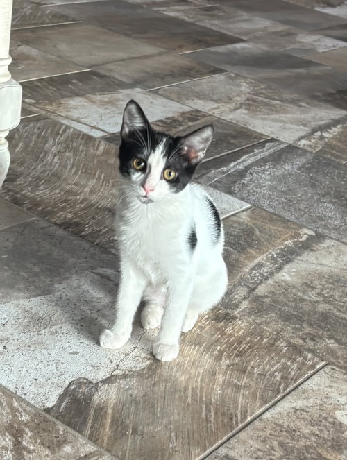 Dora, a cat for adoption from Kneading Kitty's Rescue
