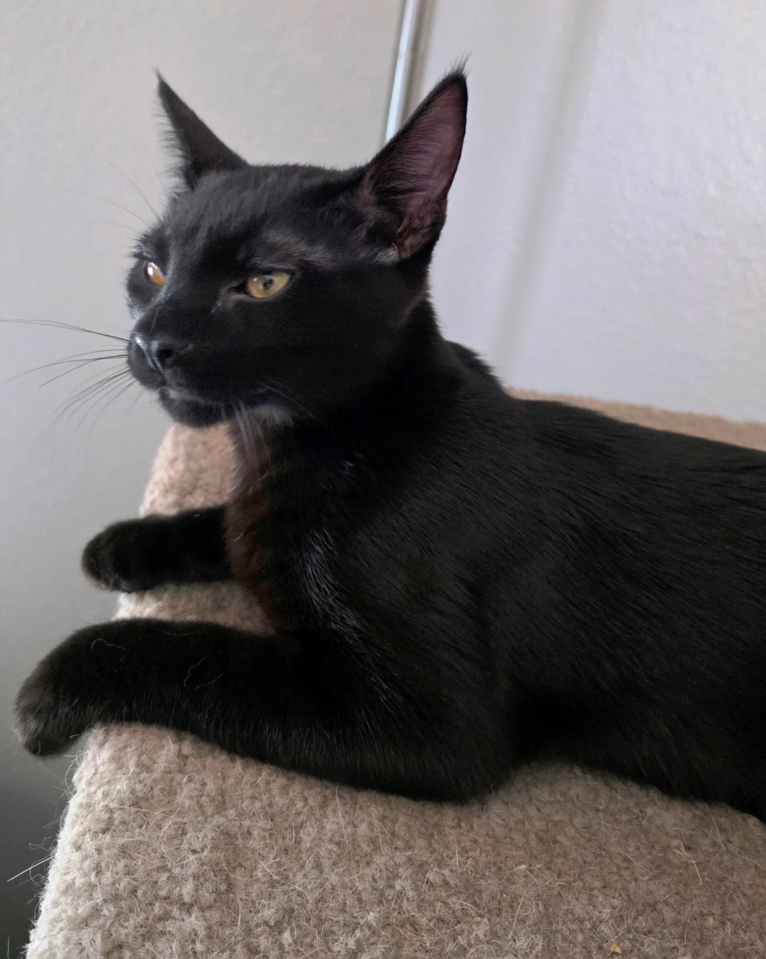Rascal
