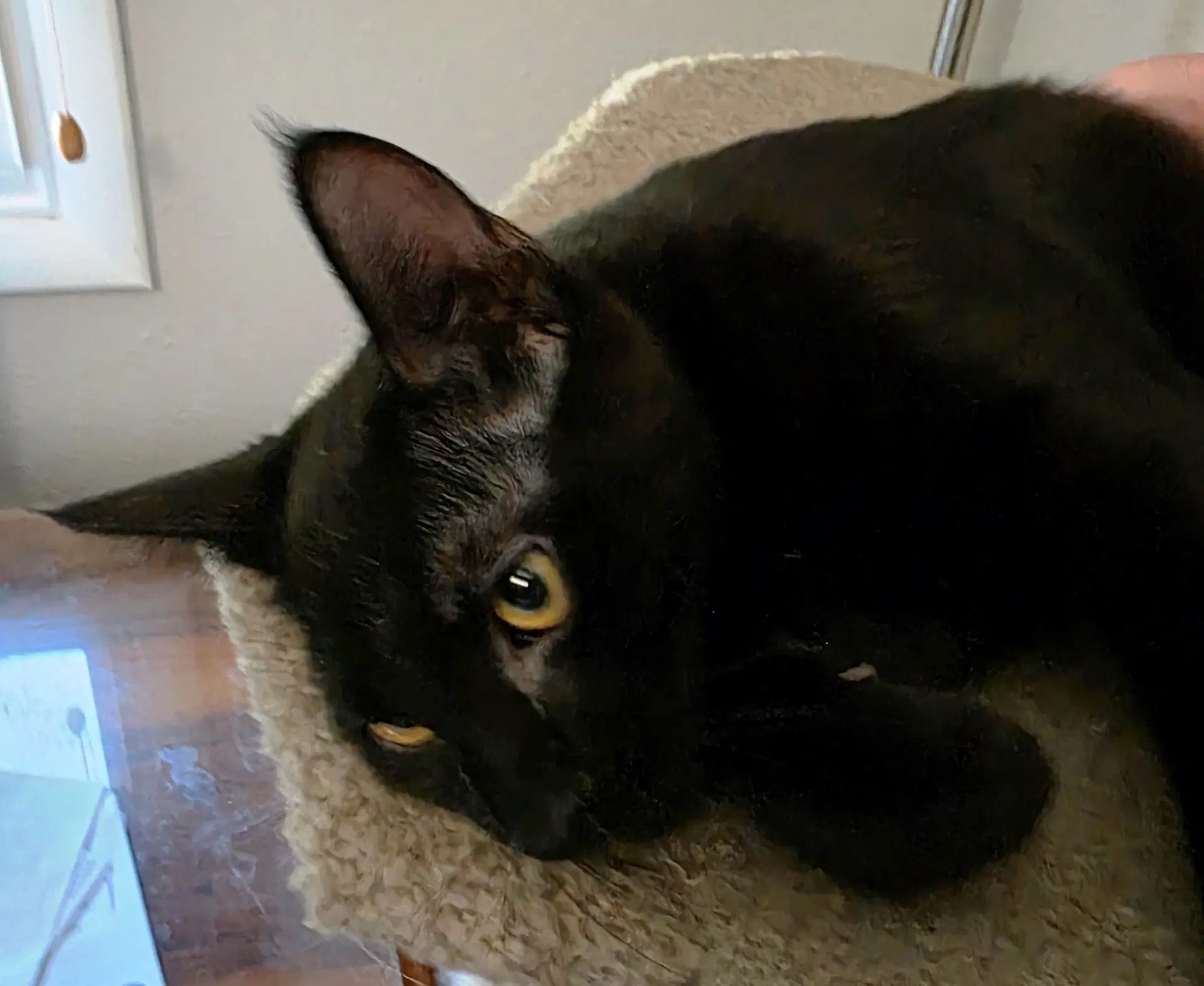 Rascal image 3