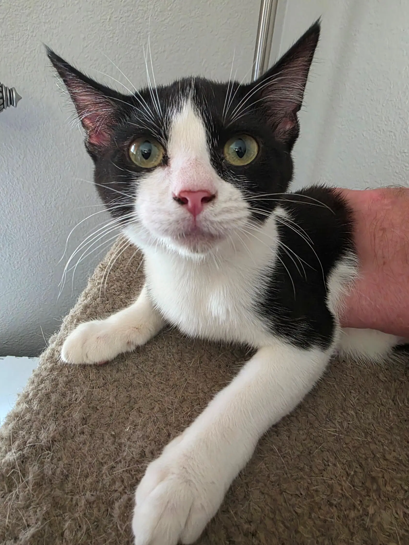 Figaro - Domestic Short Hair