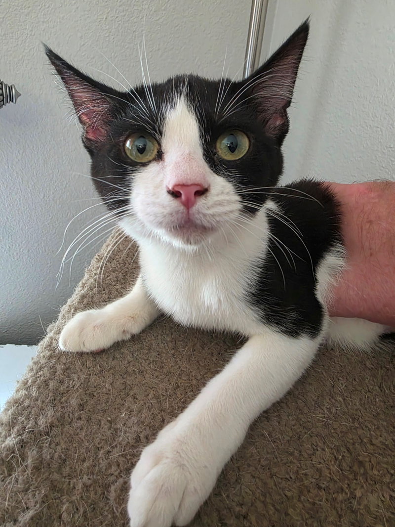 Figaro, photo 6