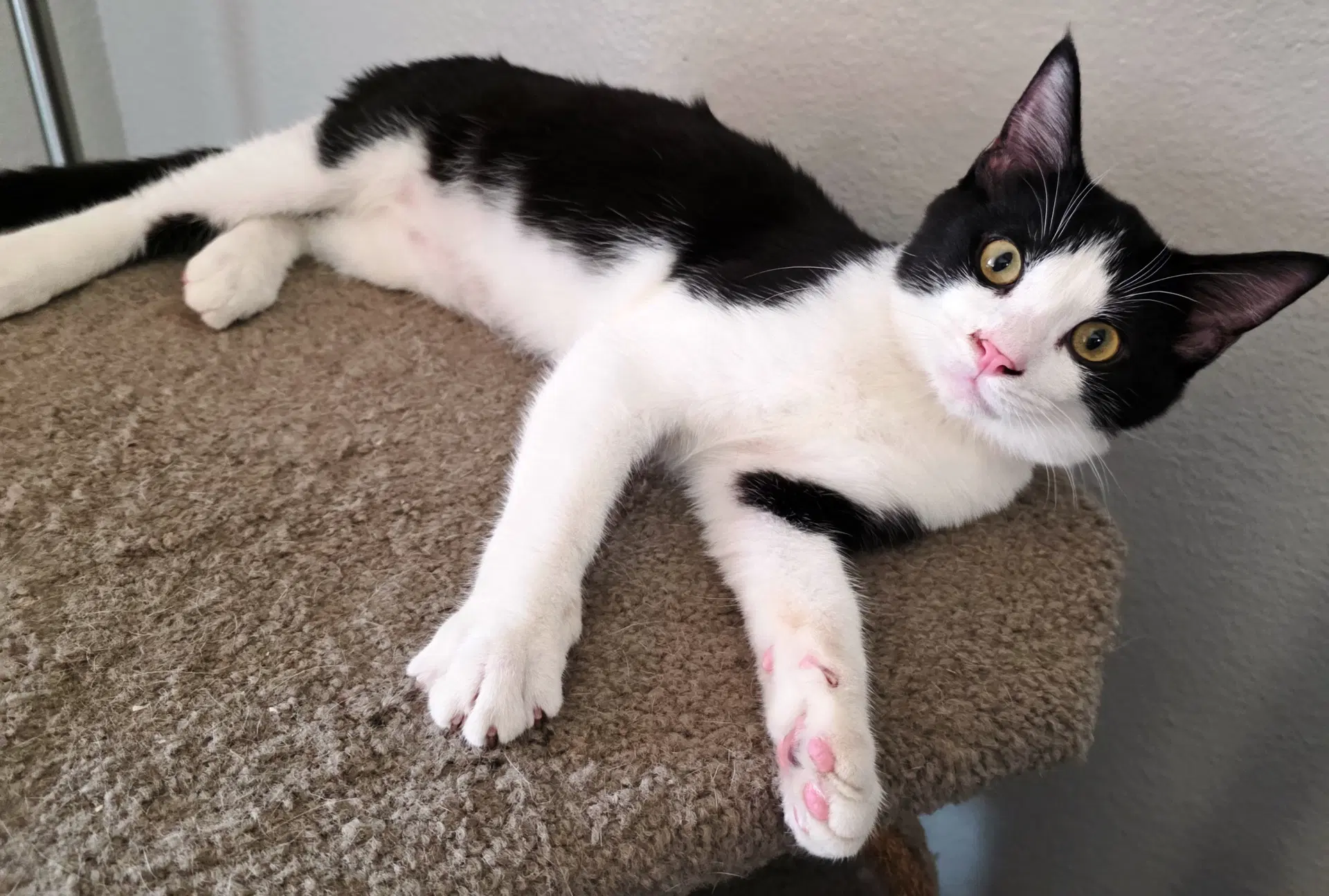 Figaro image 2