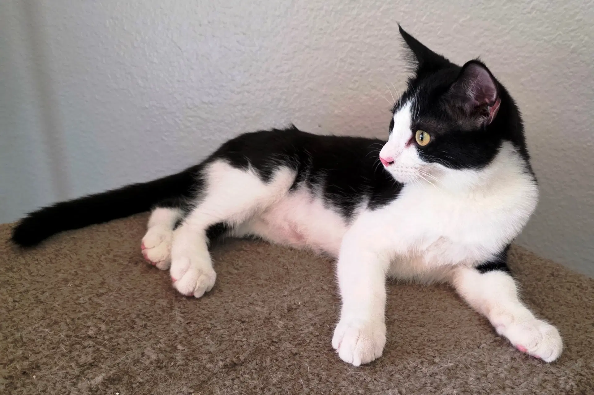 Figaro image 3