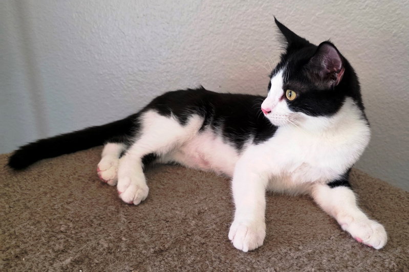 Figaro, photo 8