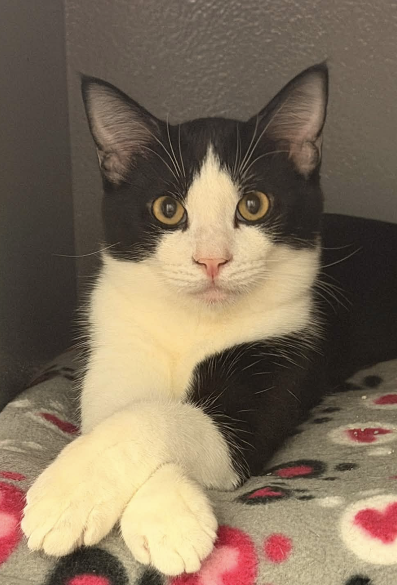 Figaro, photo 2