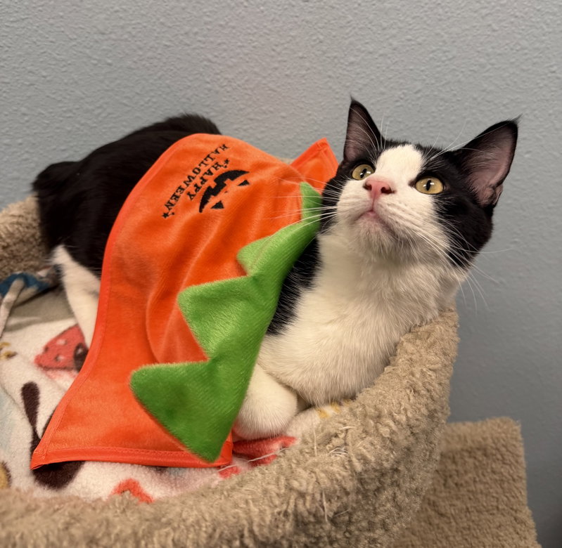 Figaro, photo 4