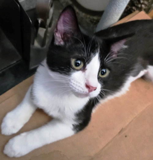 Kira, a cat for adoption from Kneading Kitty's Rescue