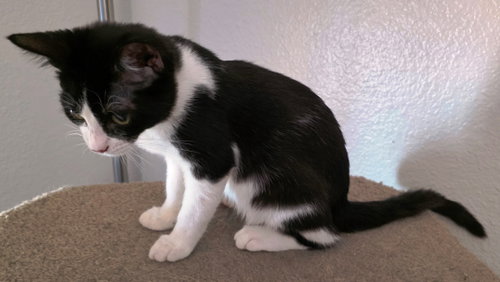 Photo 5 of Kira