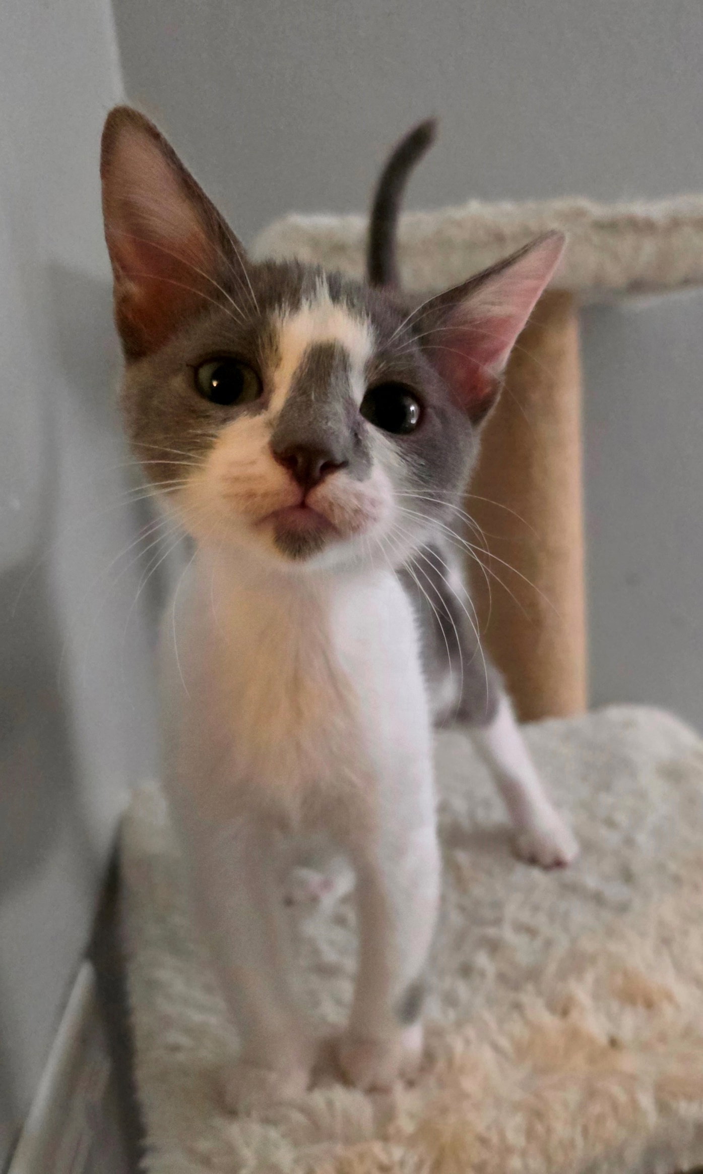 Pearl, Domestic Short Hair