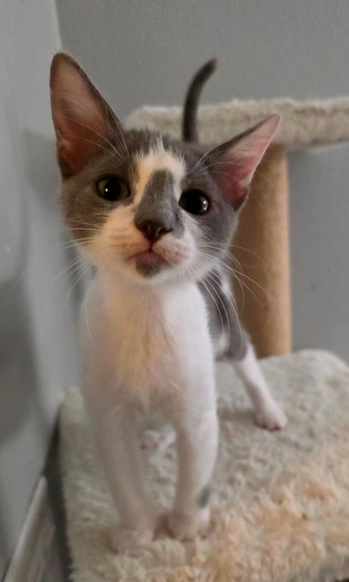 Pearl, a cat for adoption from Kneading Kitty's Rescue
