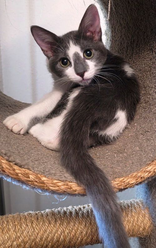 Photo 2 of Pearl