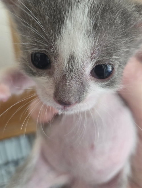 Photo 6 of Pearl