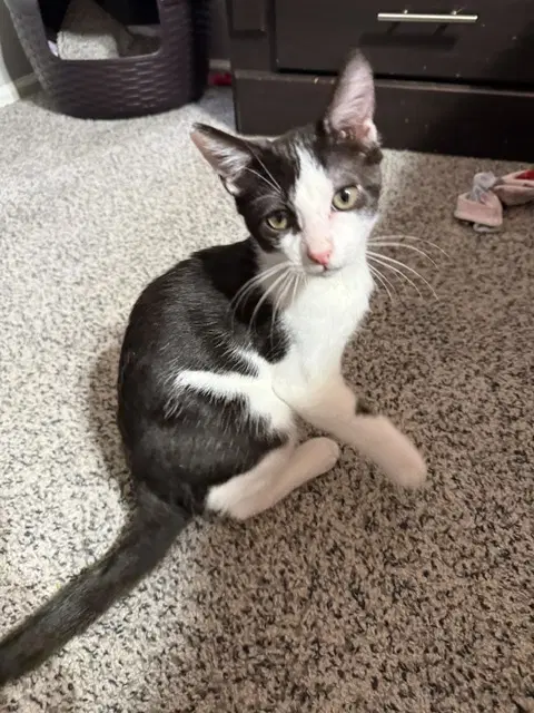 Buttermilk - Domestic Medium Hair