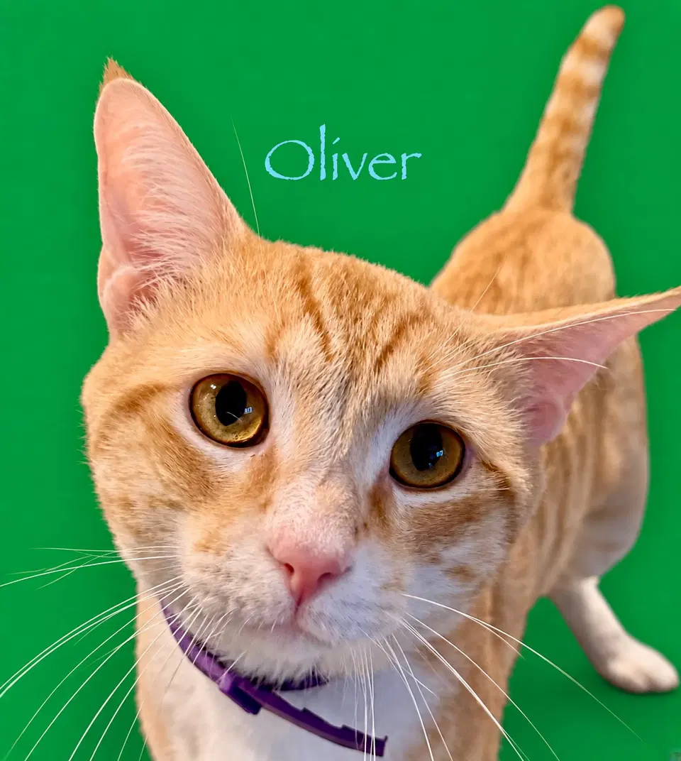 Oliver - Domestic Short Hair