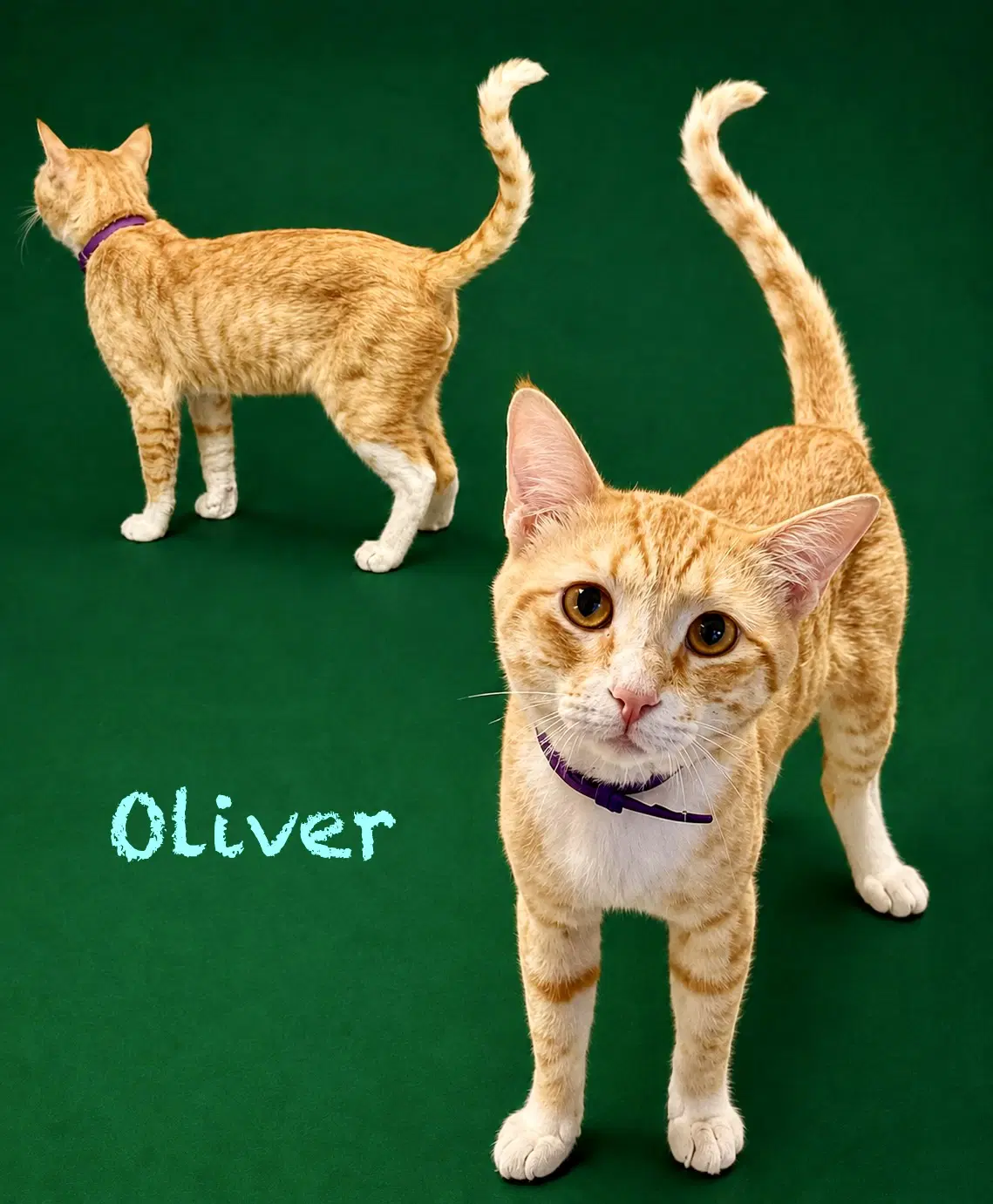 Oliver image 2