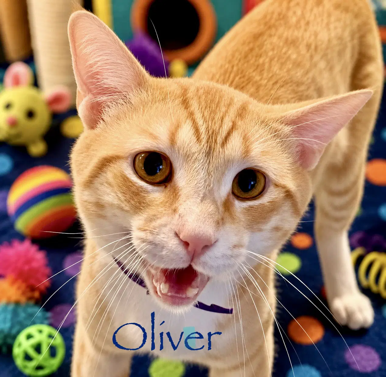 Oliver image 3