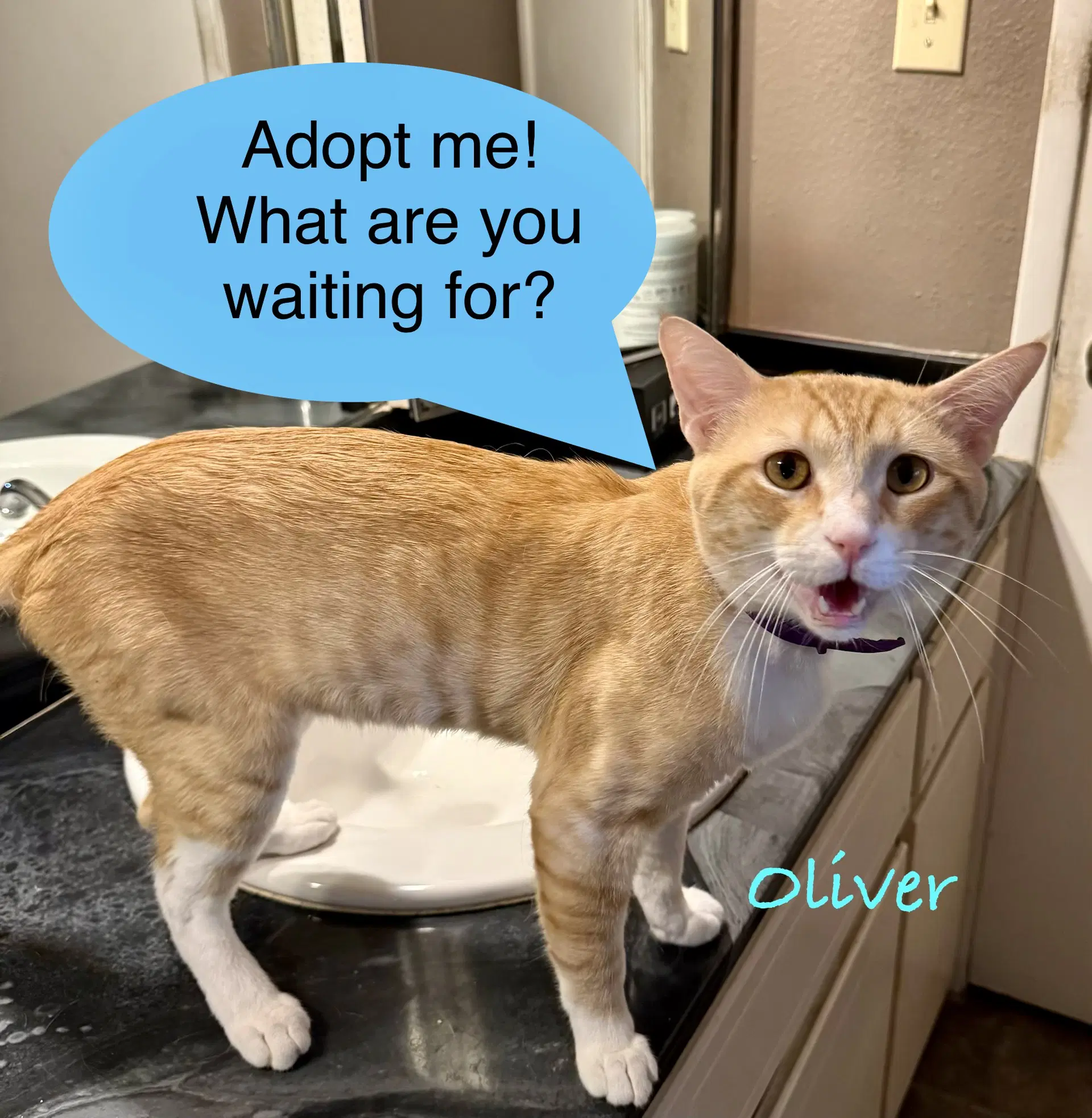 Oliver image 4