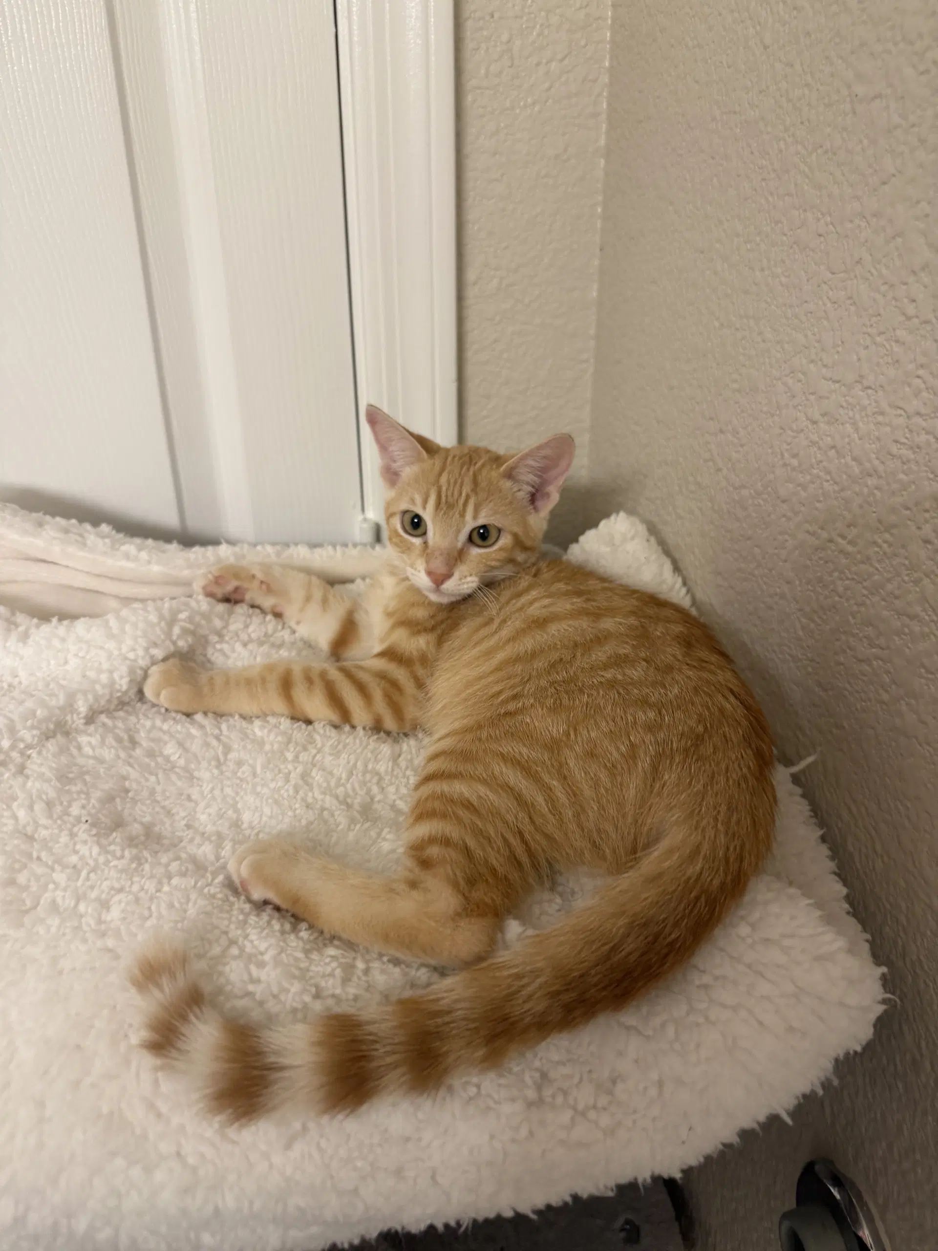 Aelin - Domestic Short Hair