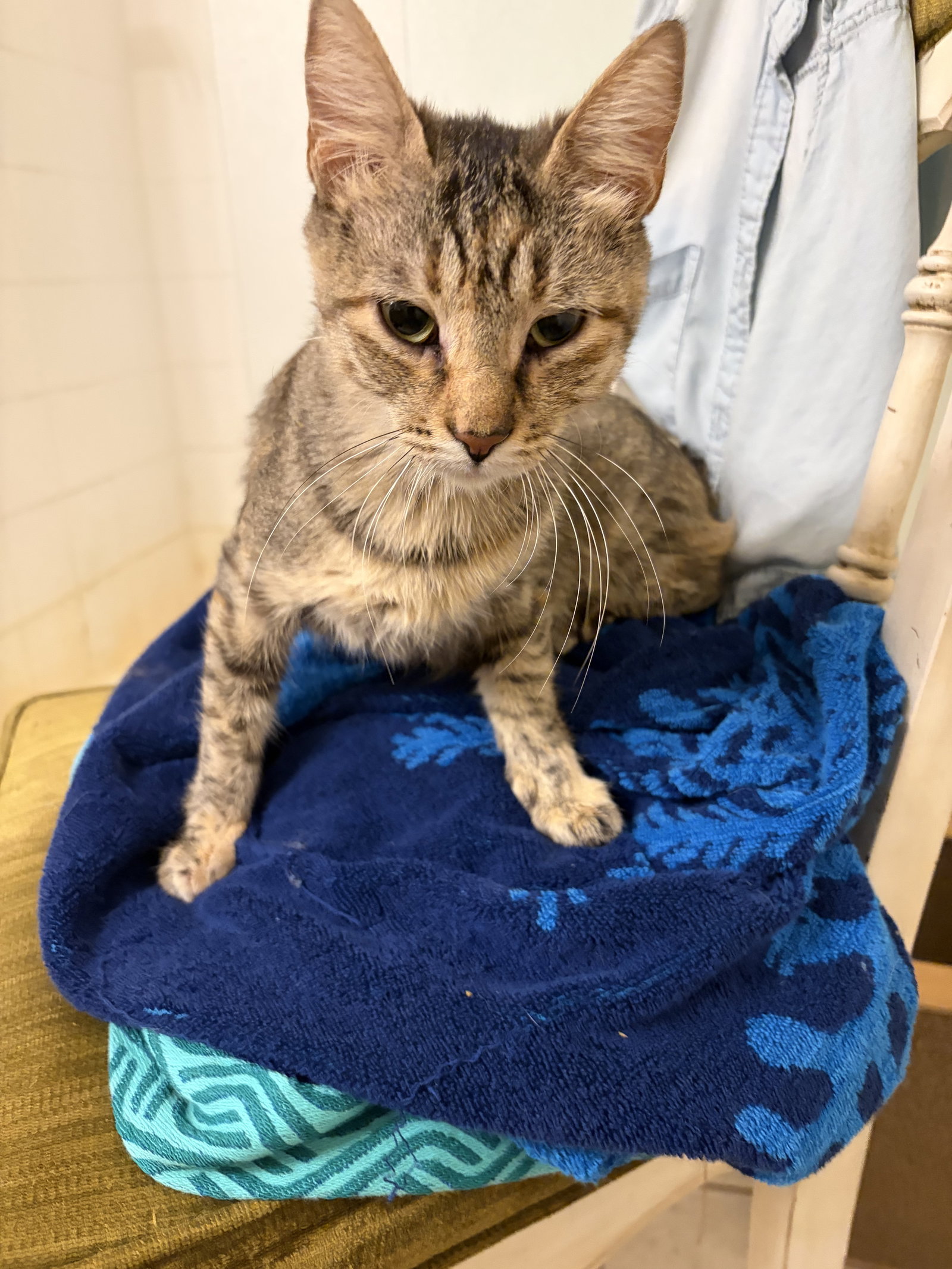 Claire, Domestic Short Hair