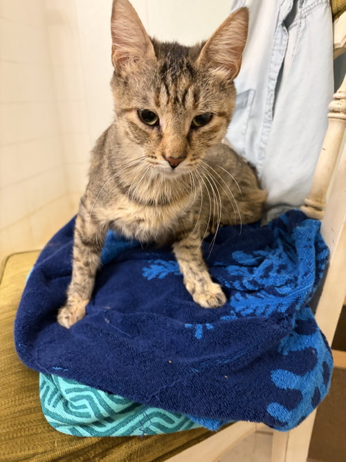 Claire, a cat for adoption from Kneading Kitty's Rescue