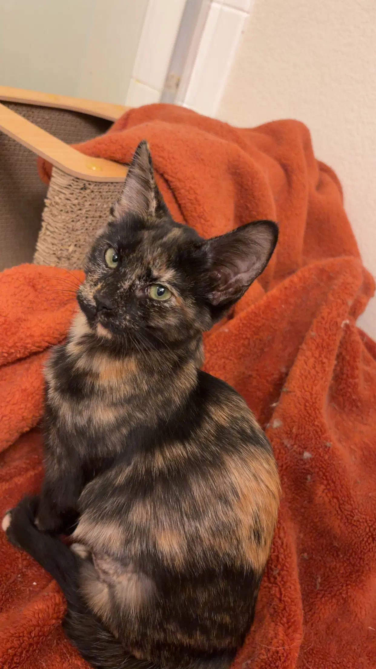 Winky - Domestic Short Hair