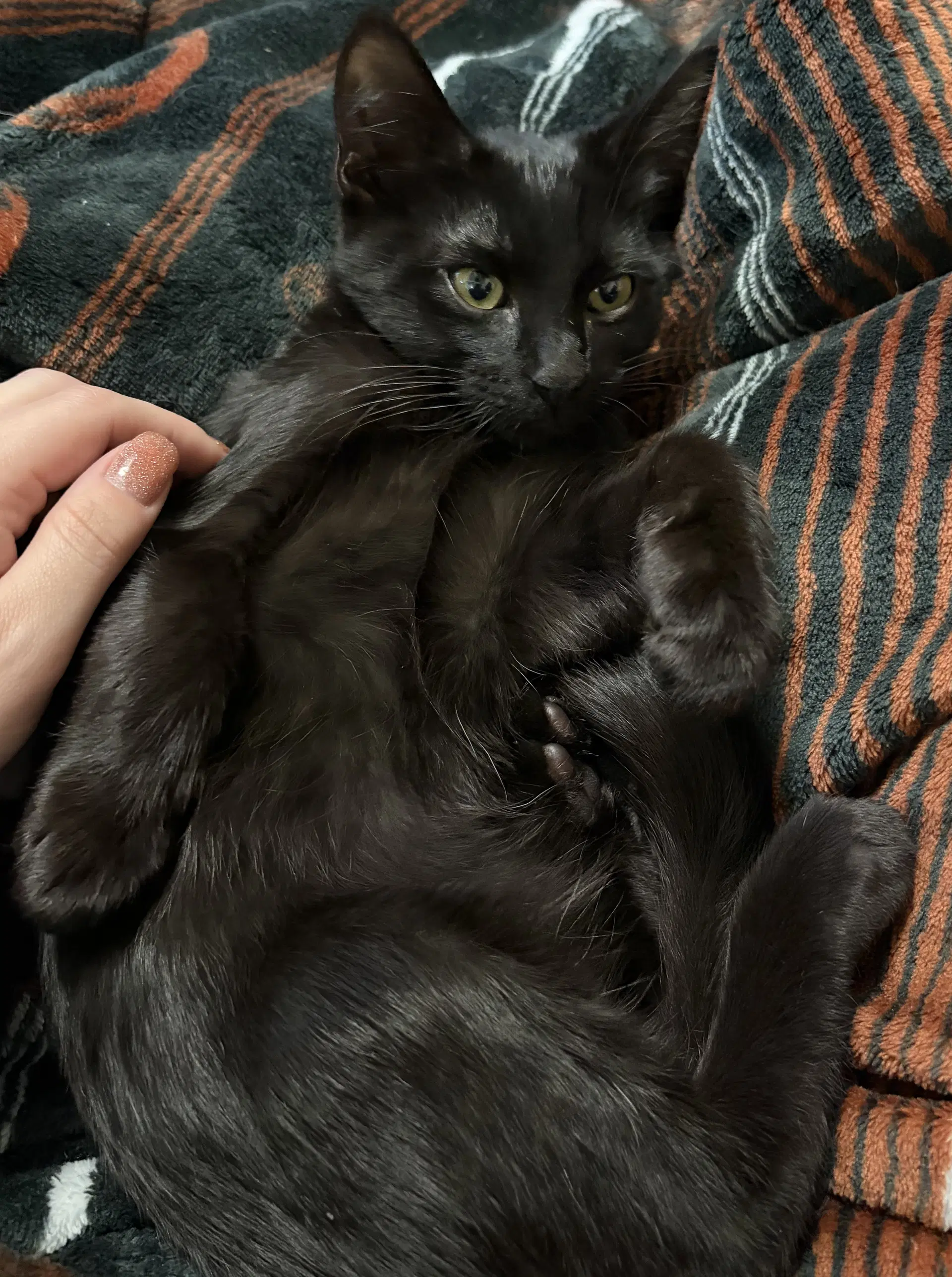 Samuel - Domestic Short Hair