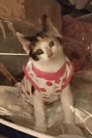 Octavia image 4