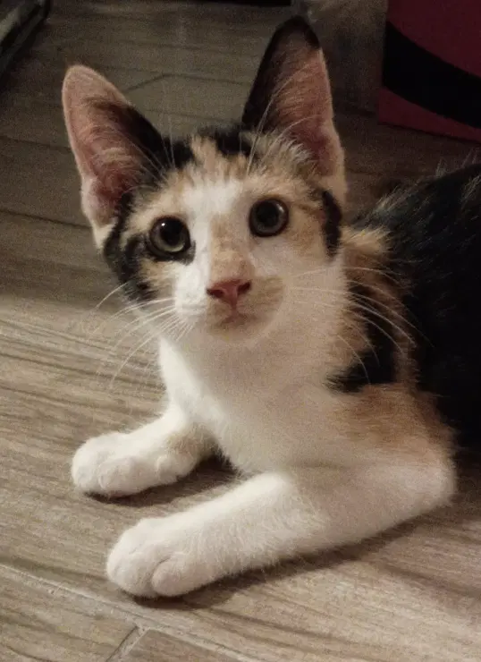 Octavia - Domestic Short Hair
