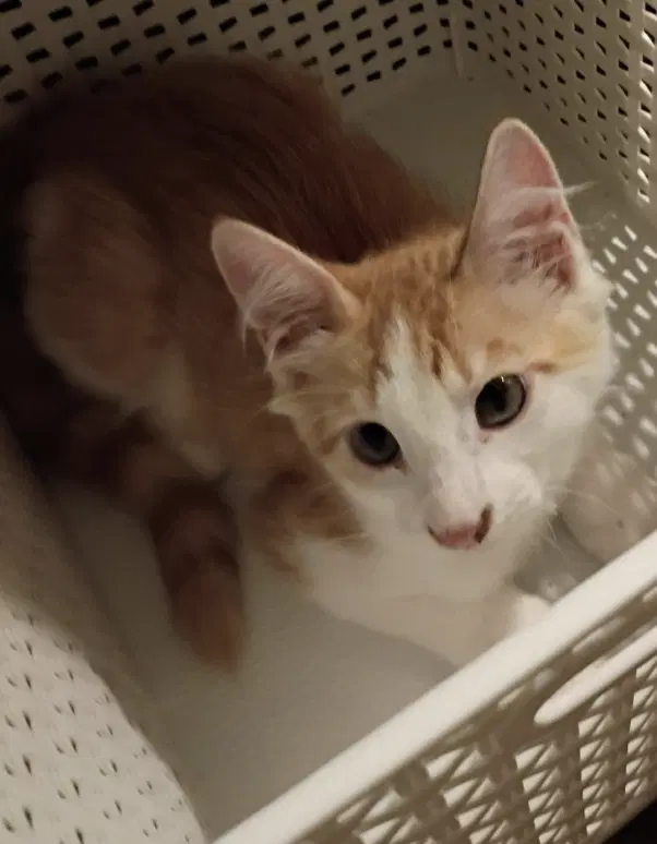 Fantastic Mr Fox - Domestic Short Hair