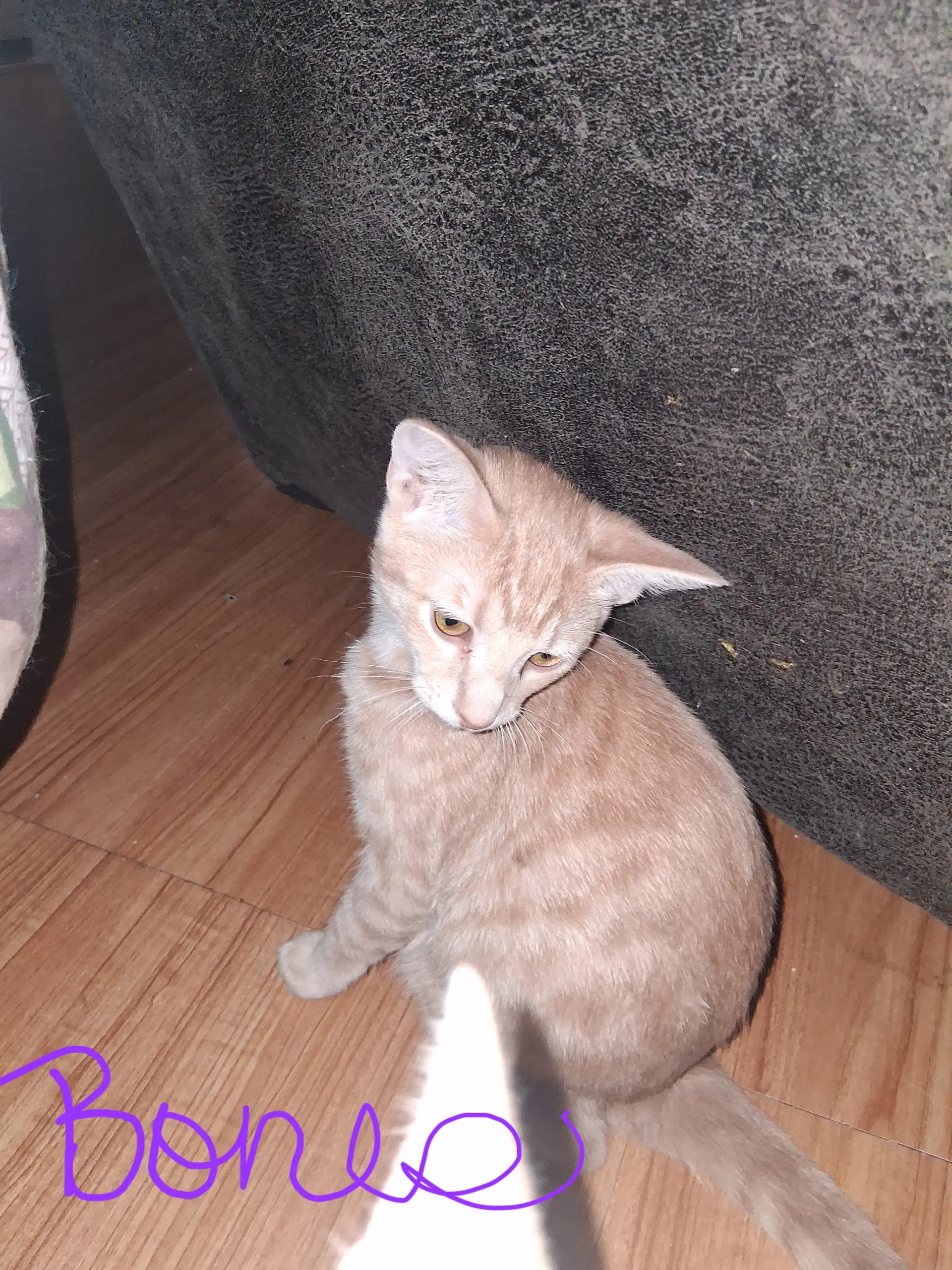 Bones - Domestic Short Hair