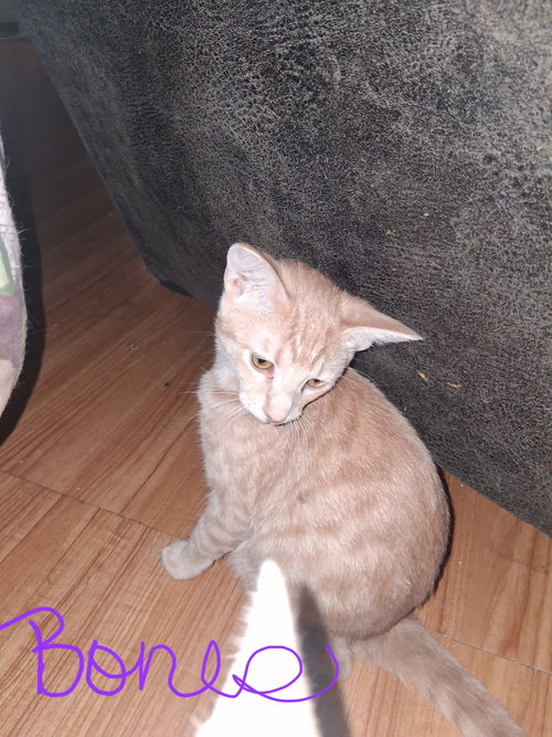 Bones, a cat for adoption from Kneading Kitty's Rescue