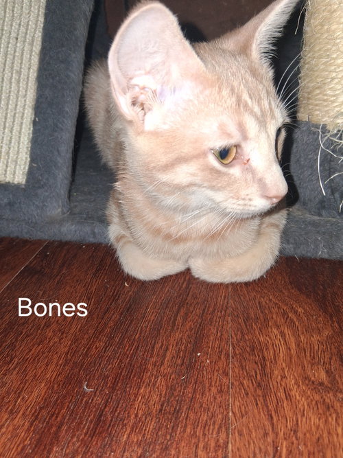 Photo 2 of Bones