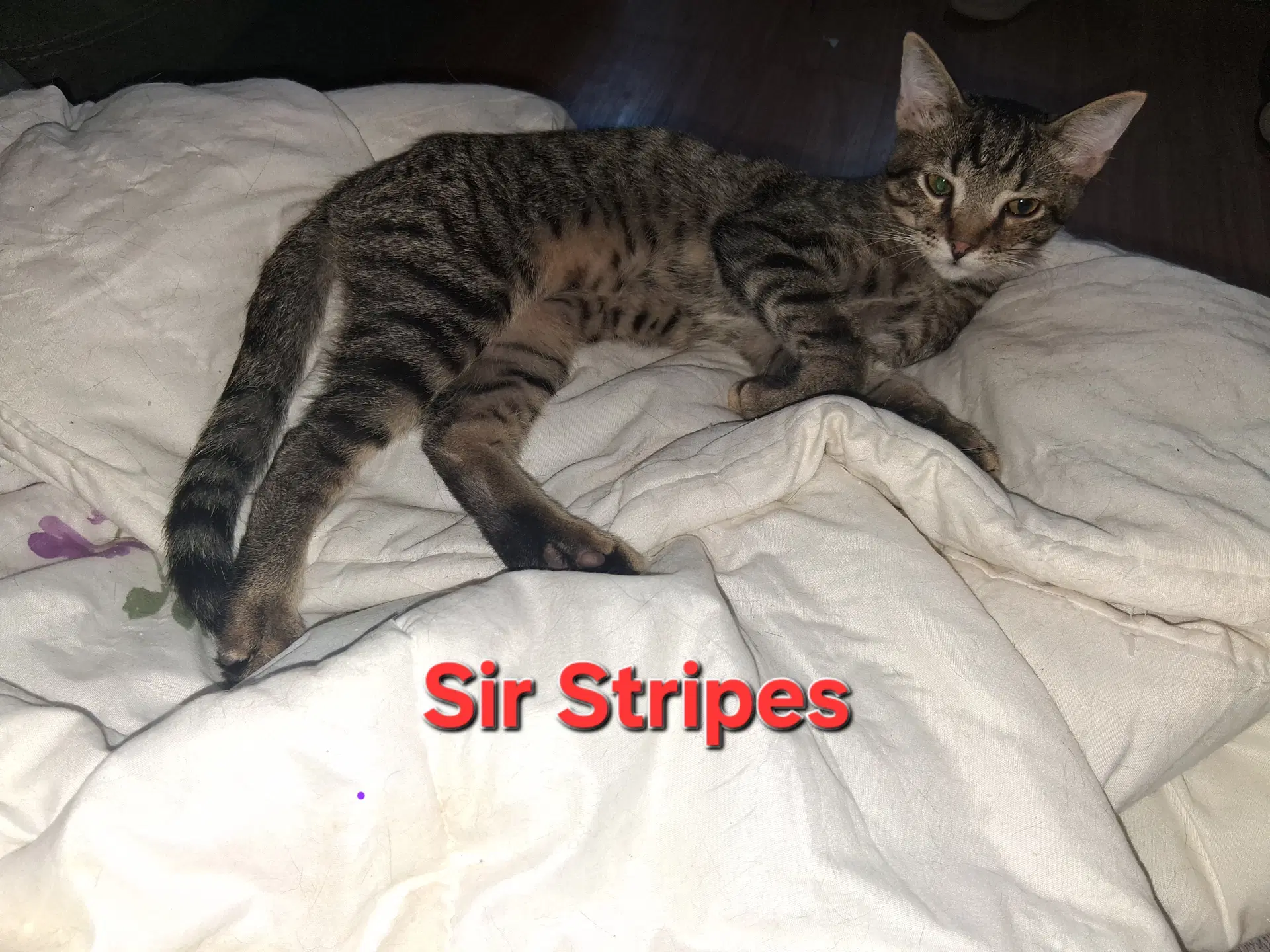 Sir Stripes - Domestic Short Hair