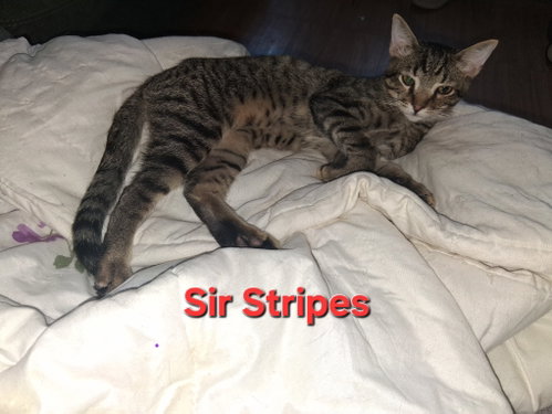 Sir Stripes, a cat for adoption from Kneading Kitty's Rescue