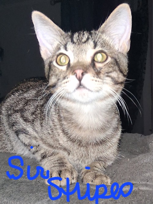 Photo 2 of Sir Stripes