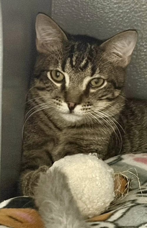 Sir Stripes, Domestic Short Hair / Tabby (short coat)