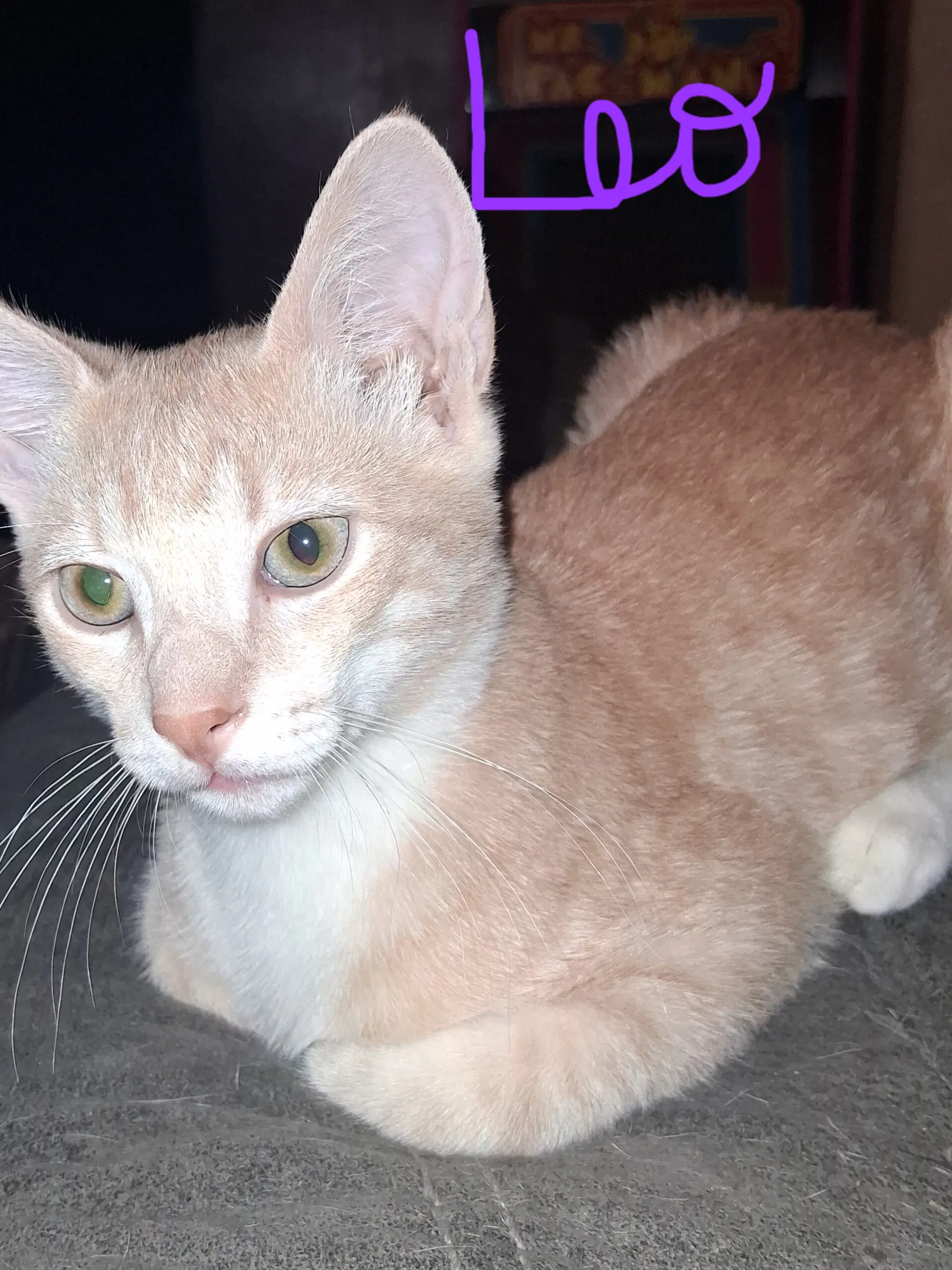 Leo - Domestic Short Hair