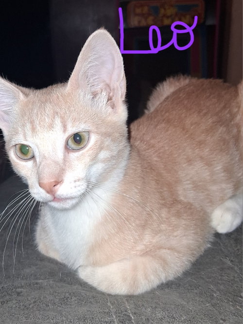 Leo, a cat for adoption from Kneading Kitty's Rescue