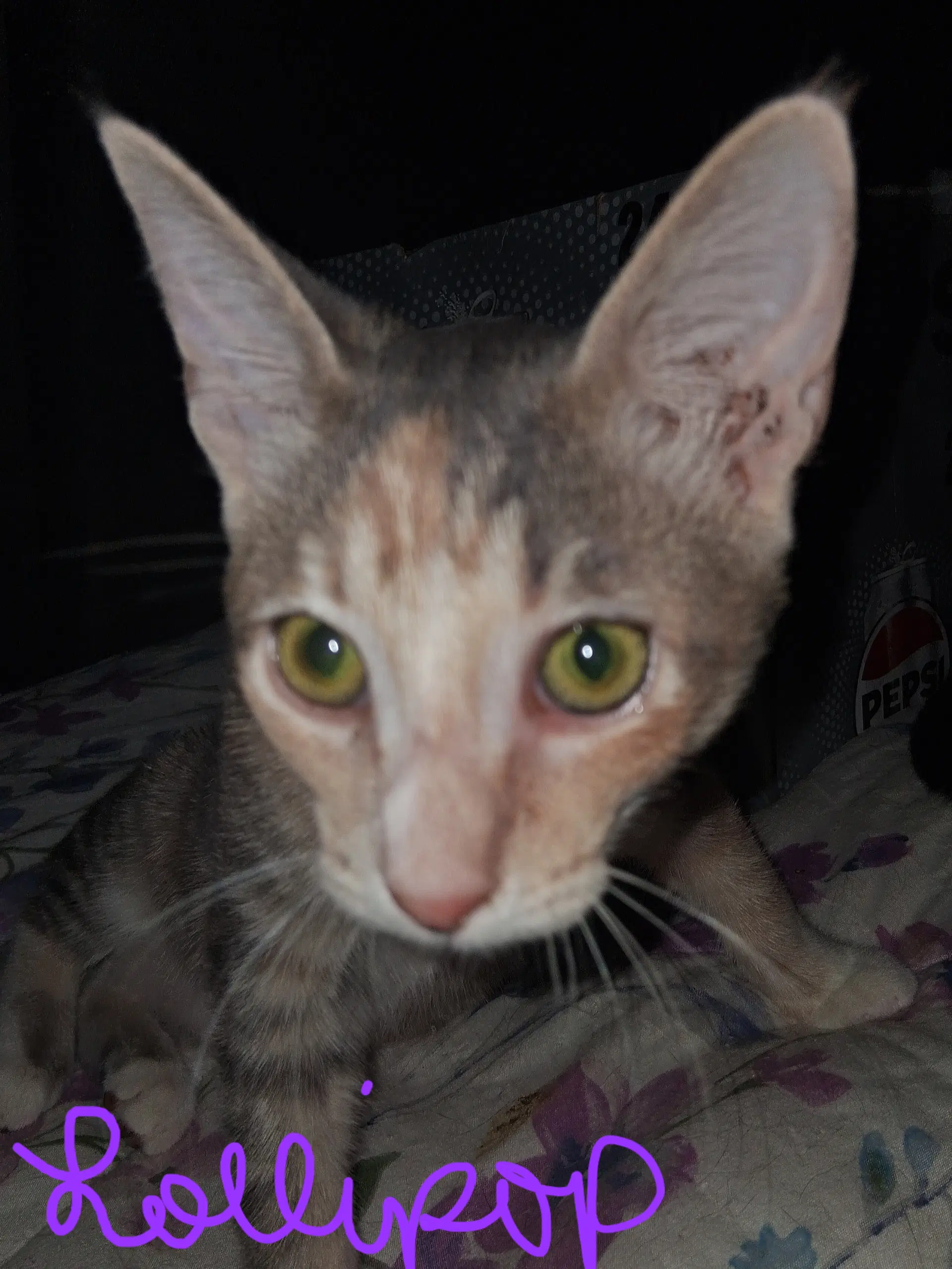 Lollipop - Domestic Short Hair