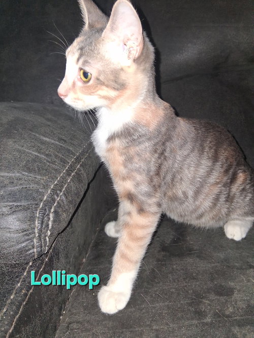 Photo 2 of Lollipop