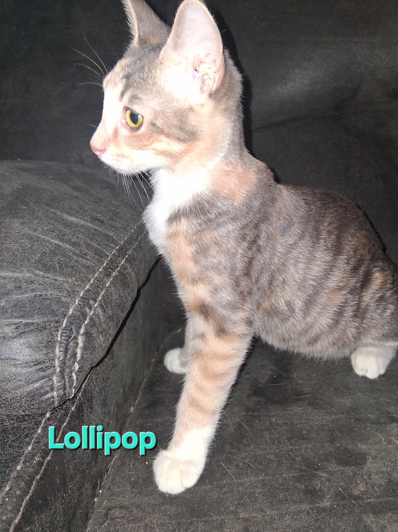 Lollipop, photo 2