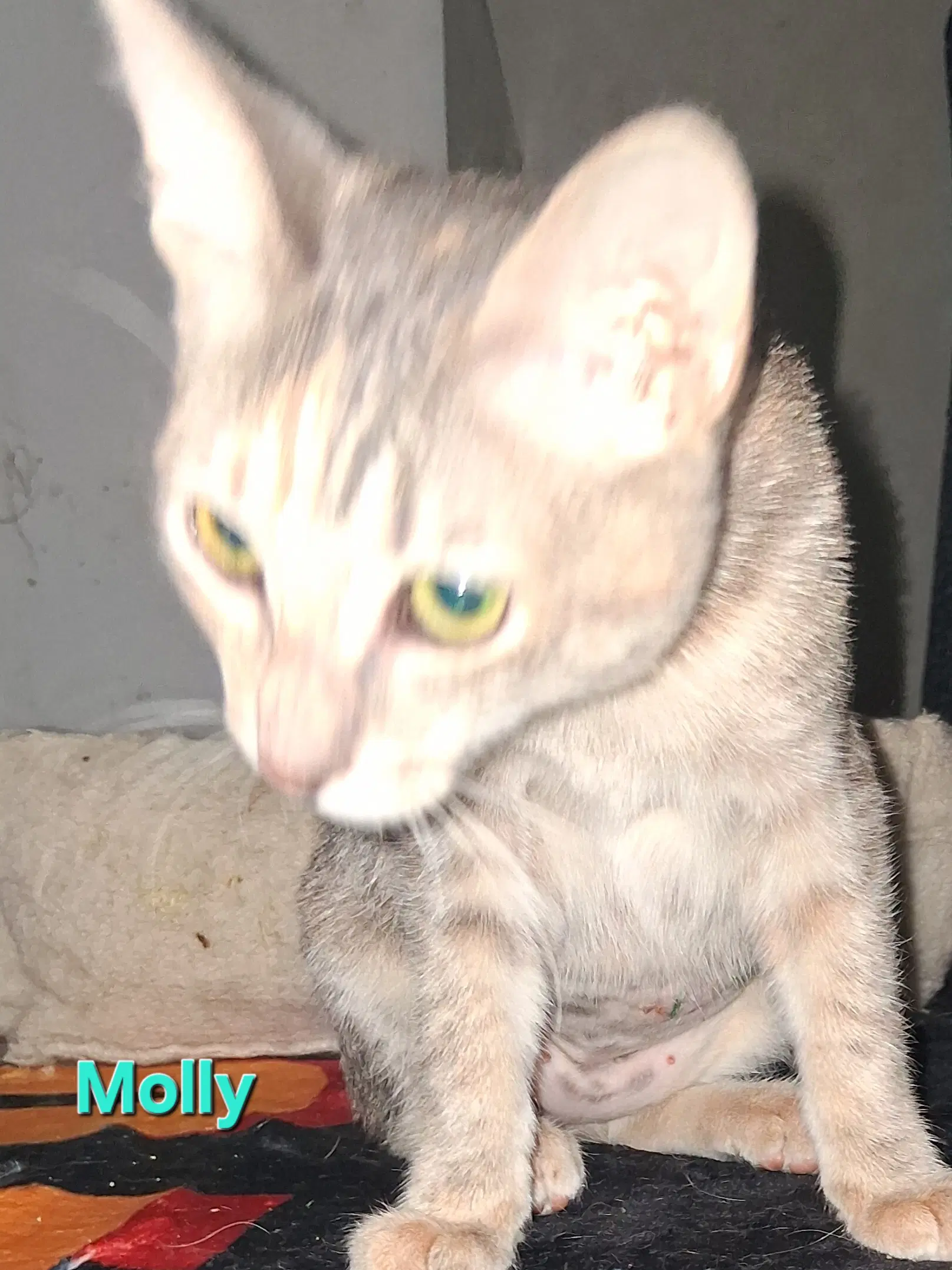 Molly - Domestic Short Hair