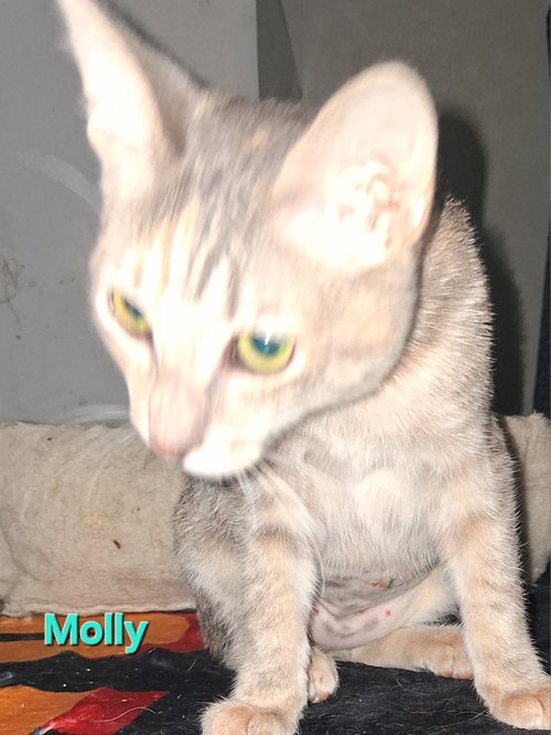 Molly, a cat for adoption from Kneading Kitty's Rescue