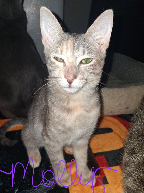 Photo 2 of Molly