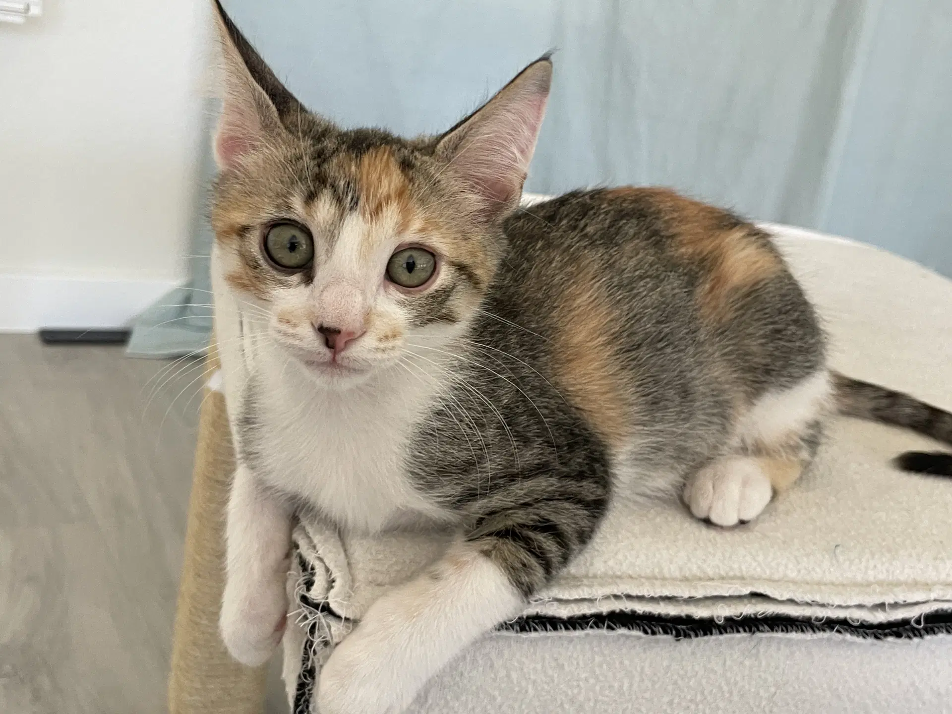 Chenille - Domestic Short Hair