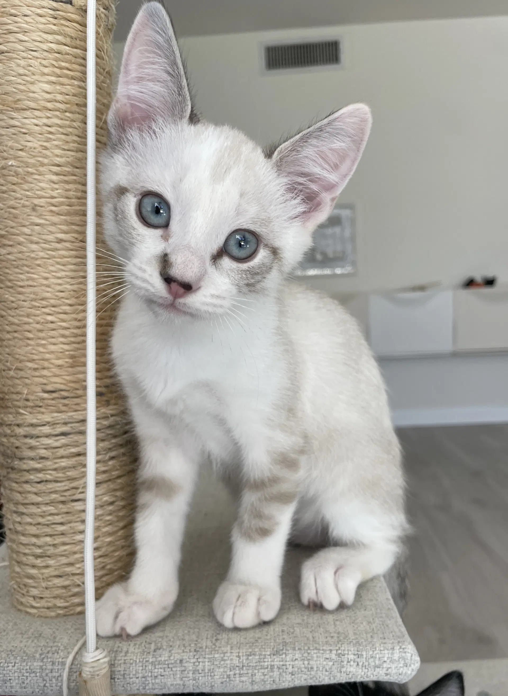 Sateen - Domestic Short Hair